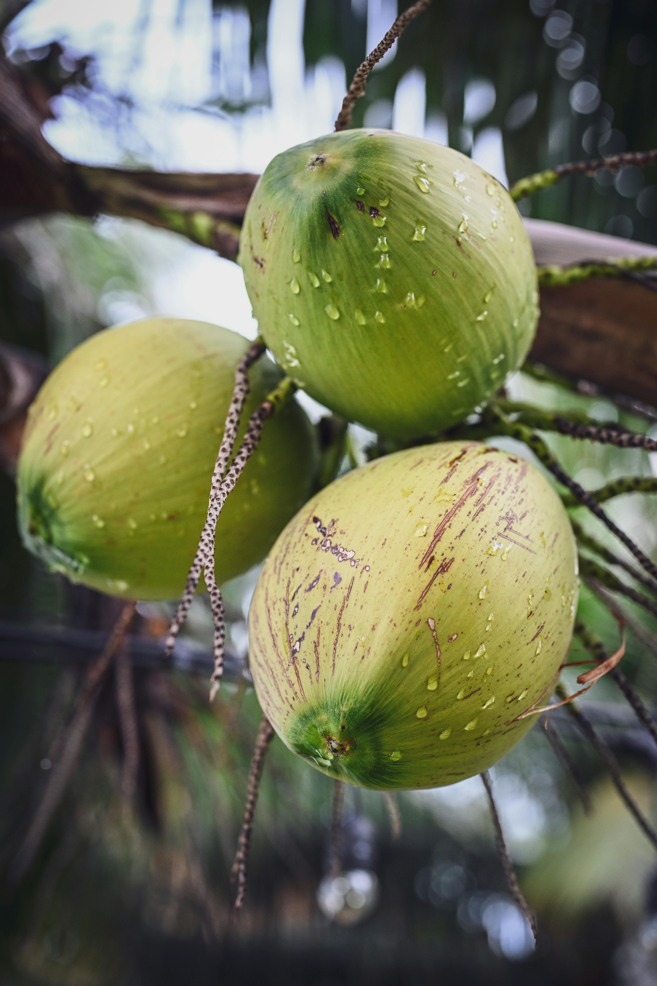 Fresh Coconuts